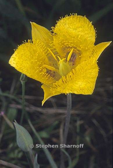 calochortus monophyllus 1 graphic